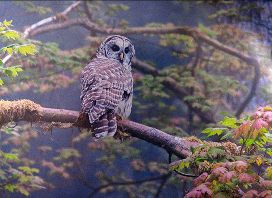Owl sitting on a tree branch in the forest at dusk