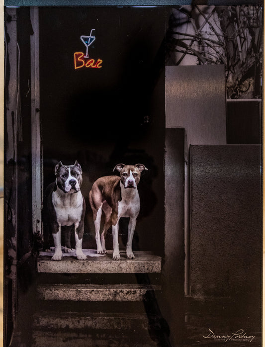 Direct inkjet print on aluminum coated with inKAID Clear Gloss Type II inkjet receptive coating of two dogs standing in front of a downtown bar.